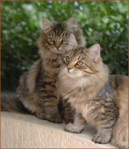 сибирские кошки