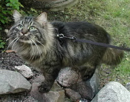 сибирские кошки – одна из самых древних длинношерстных пород