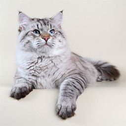 невская маскарадная кошка (сибирский колор-пойнт)
